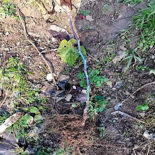 早春秋冬适合栽种甜果 大果 盾叶莓新奇果树苗大叶覆盆子半阴湿润 - 图0