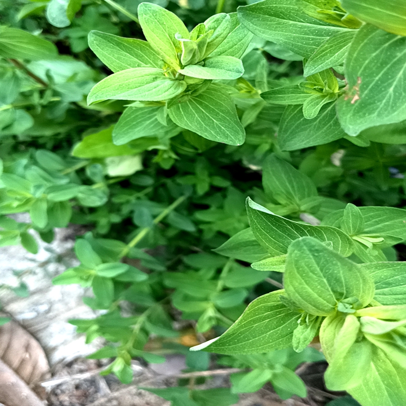 贯叶连翘 圣约翰草 阳台庭院绿植物地盆栽耐寒时令草本花卉苗 - 图1