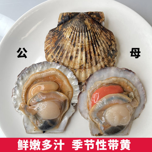 大号夏威夷扇贝鲜活虾夷贝新鲜大扇贝带壳整只海捕蒜蓉粉丝烧烤 - 图1