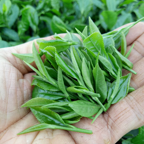 新茶叶贵州毛峰绿茶炒青茶云雾茶锌硒茶浓香型耐泡都匀毛尖250克 - 图0