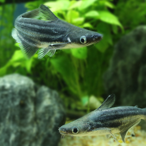 热带鱼观赏鱼大型鱼淡水鱼水族宠物鱼白化蓝鲨活体鱼鲨鱼白化鲨鱼 - 图2