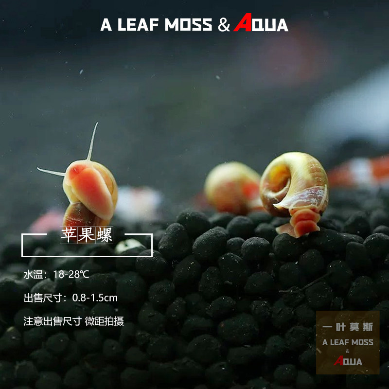 苹果螺观赏螺工具螺水族宠物活体草缸除藻龟粮食活体淡水繁殖,淘宝优惠券,粉丝福利购,淘宝优惠卷