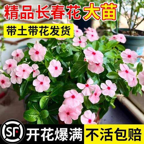盆栽花苞云南带花卉重瓣盆栽鲜直发春大花阳台长春花室内植物花苗 - 图0