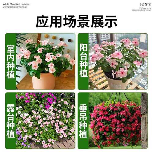 盆栽花苞云南带花卉重瓣盆栽鲜直发春大花阳台长春花室内植物花苗 - 图3