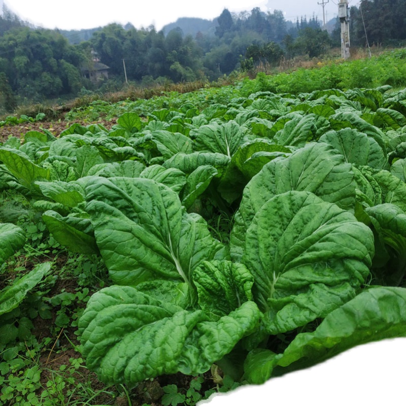 农家新鲜时令蔬菜混合装青菜白菜瓢儿菜土豆菠菜萝卜蒜苗现摘现发 - 图3