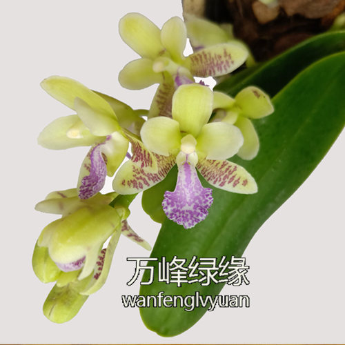 绿缘兰花韩国进口（礼丸）大叶风兰萼脊兰蝴蝶兰浓香室小型绿植 - 图0