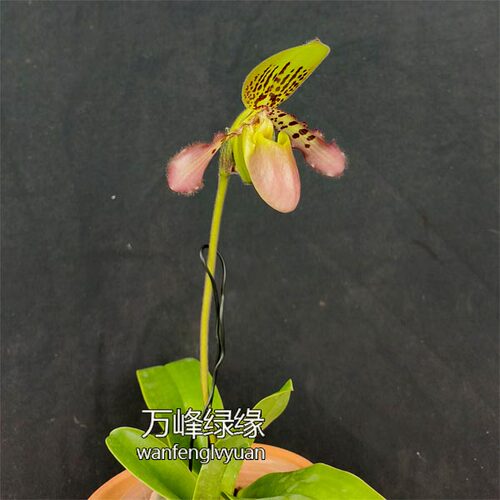 绿缘兜兰苍叶x虎斑P.glaucophyllumXtigrinum桌面型盆栽 - 图2