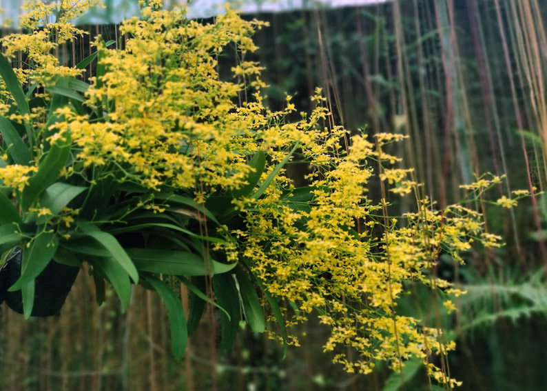 绿缘兰花 满天星 黄色文心兰跳舞兰吉祥兰室内桌面盆栽好养花卉,淘宝优惠券,粉丝福利购,淘宝优惠卷