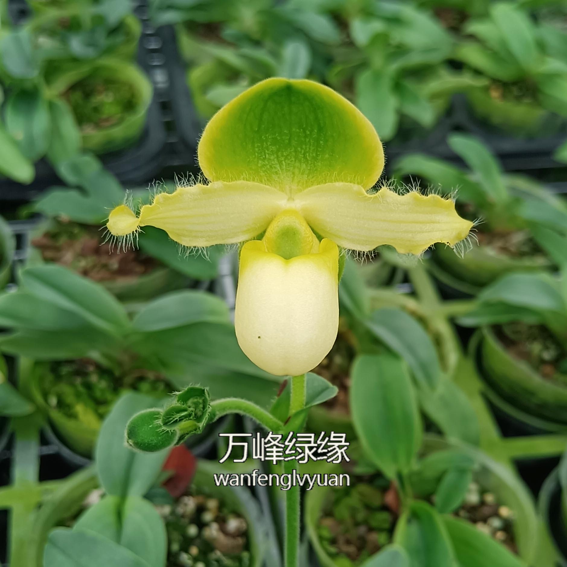 绿缘 兰花 兜兰属 原种 报春 实生苗 Paphiopedilum primulinum - 图1