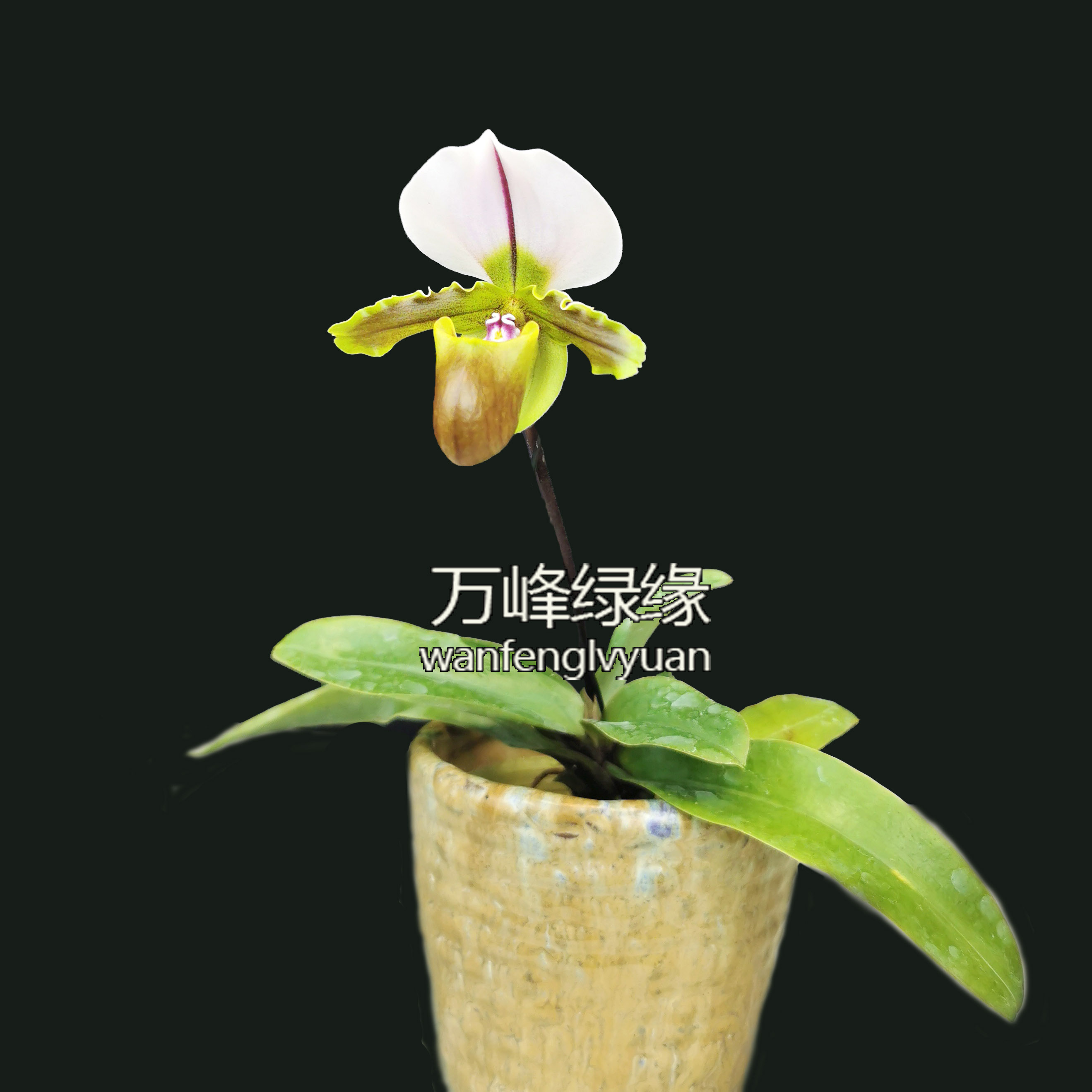 绿缘兰花  白旗/小青蛙兜兰（Paph.spicerianum) 原生种实生苗 - 图0