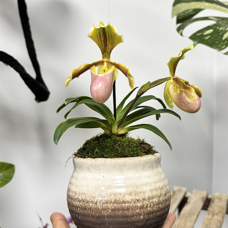 万峰绿缘【亨利X巧花】兜兰迷你小型桌面室内盆栽兰花粉黄小花,淘宝优惠券,粉丝福利购,淘宝优惠卷