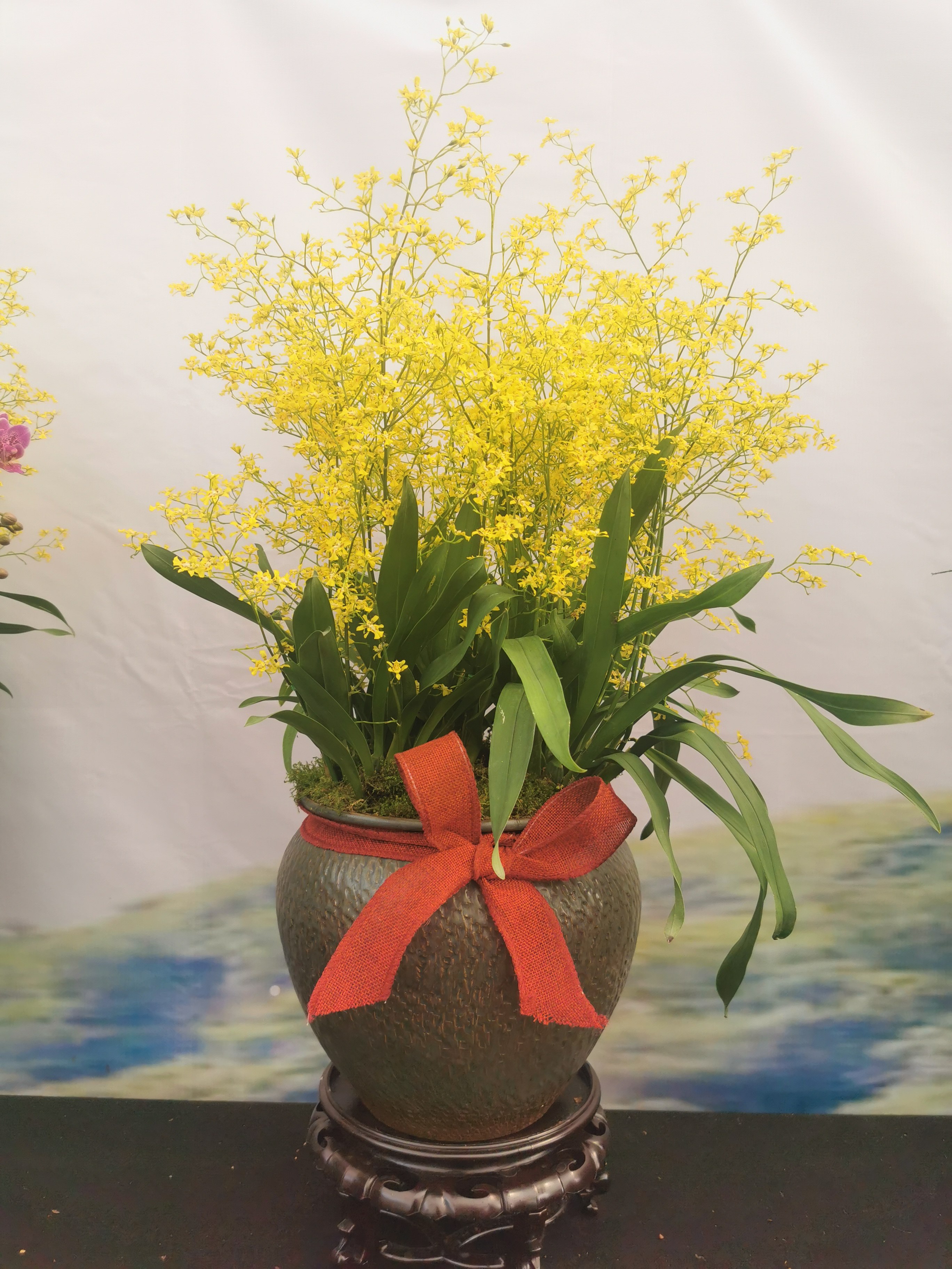 绿缘兰花 满天星 黄色文心兰跳舞兰吉祥兰室内桌面盆栽好养花卉,淘宝优惠券,粉丝福利购,淘宝优惠卷