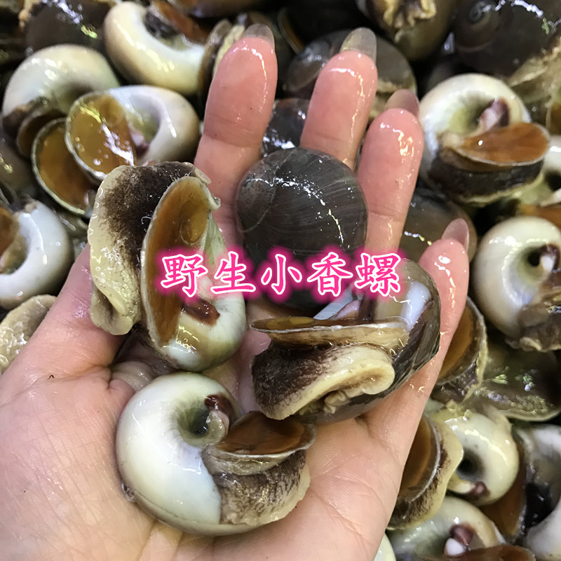 丹东东港海鲜香螺新鲜香螺鲜活香螺扁玉螺海螺 3斤包邮_虎窝淘