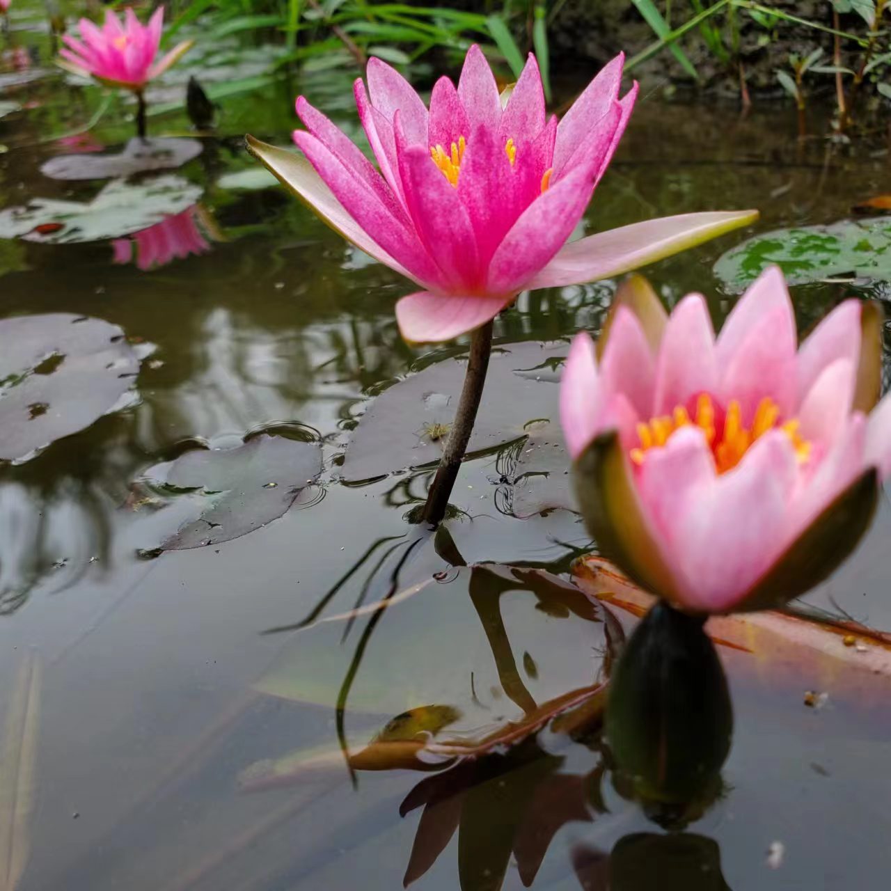 小型睡莲紫珍妮根块四季开花耐寒池塘鱼缸水生植物花卉莲花带花苞 - 图1