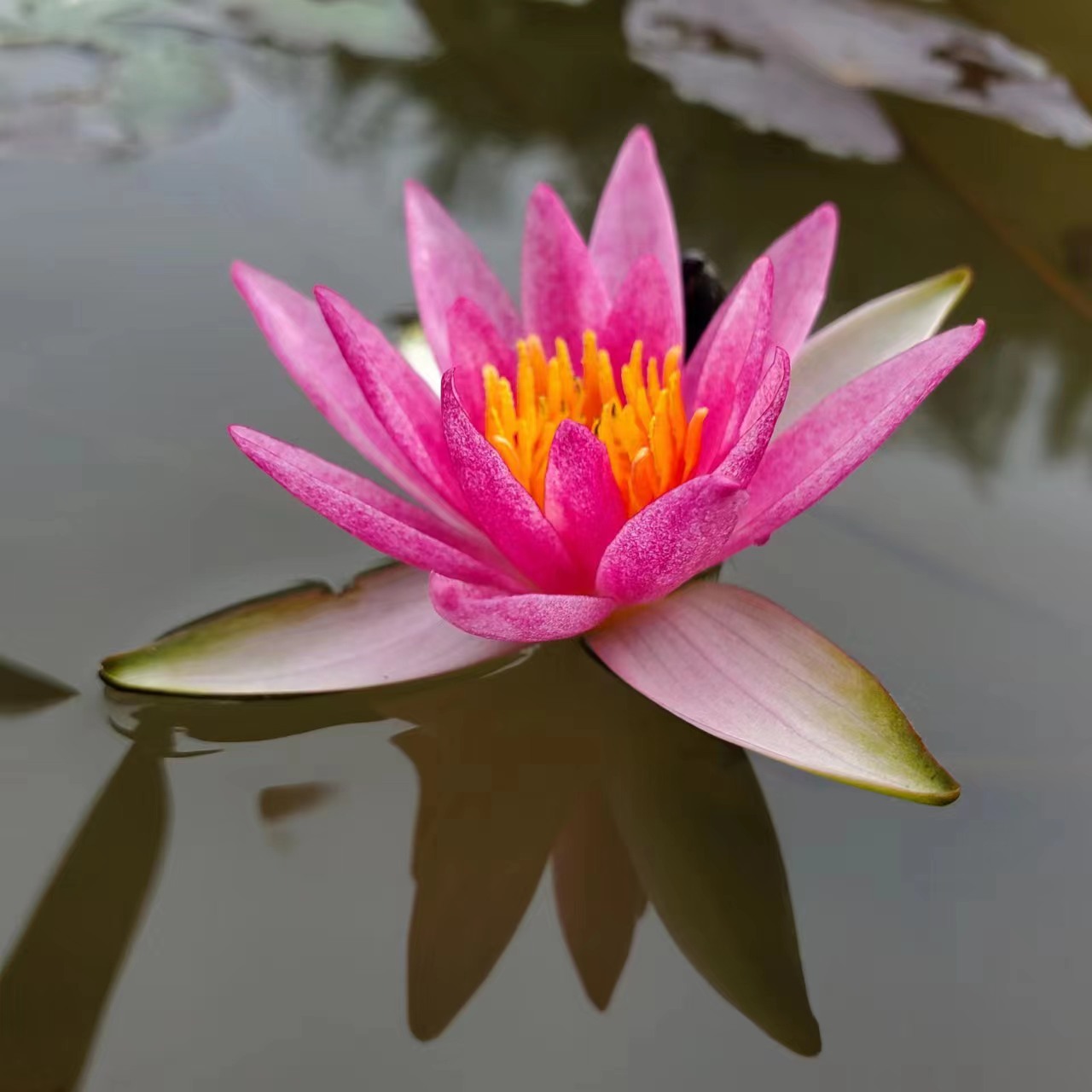 小型睡莲紫珍妮根块四季开花耐寒池塘鱼缸水生植物花卉莲花带花苞 - 图2