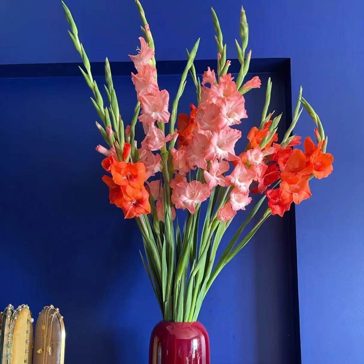 粉色10支剑兰广州鲜花唐菖蒲基地鲜切花直发室内春节插花节节高,淘宝优惠券,粉丝福利购,淘宝优惠卷