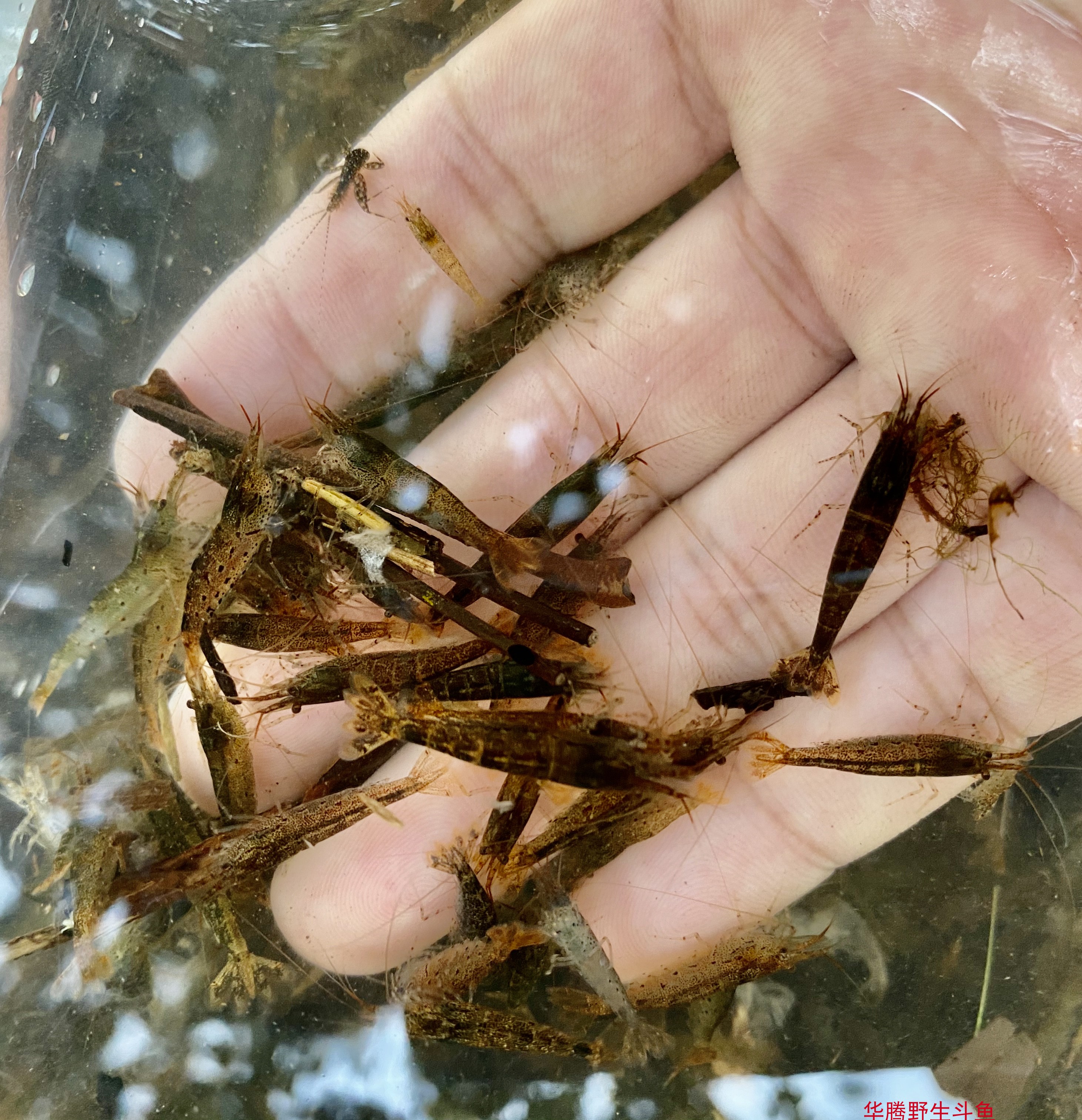 原生态山坑黒壳虾活体观赏淡水草缸清洁杂质工具除藻虾活体鱼饲料 - 图2