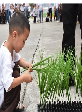 舞蹈道具绿色植物好形态真禾苗