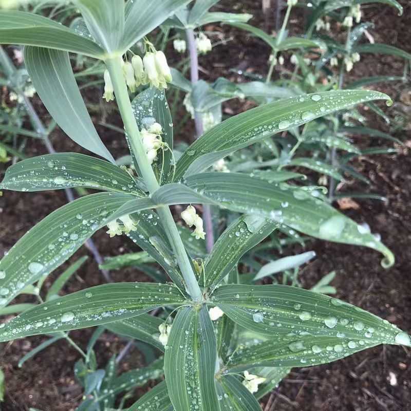 现挖新鲜鸡头黄精种苗 2-3年苗正宗黄精种芽伏牛山新鲜黄精种苗芽 - 图2