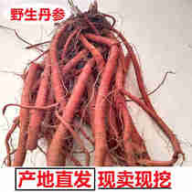 Fresh Red Sage Root red sage root Salvia Salvia Red Sage Root red sage root Chinese herbal medicine fresh red sage root