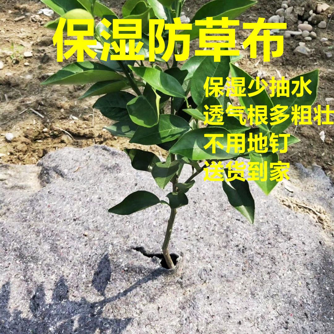 槟榔奇楠包树头护根果树果园树苗农用地膜保湿除草新型防草布 - 图0