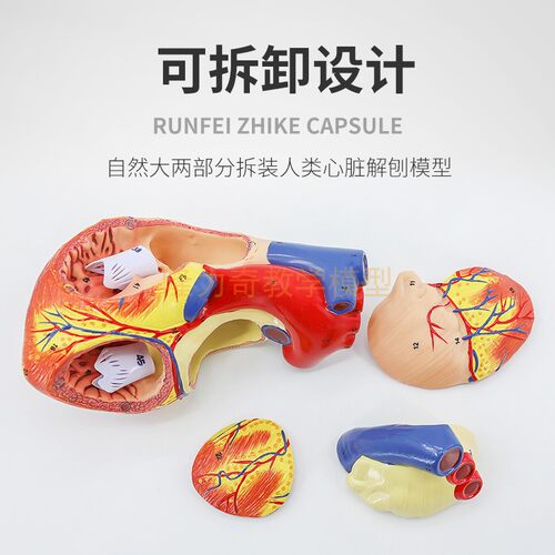 1:1人体心脏模型 B超彩超声 循环系统心内科心脏解剖教学模型医学 - 图1