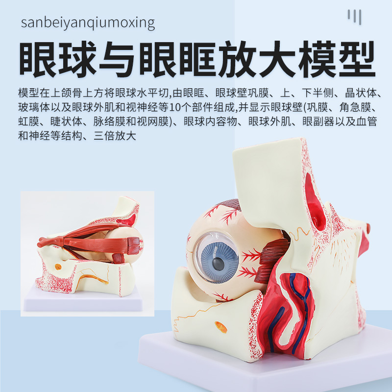 人体眼球仿真模型6倍p放大眼睛结构造解剖眼模型教学仪器珠具医学 - 图2