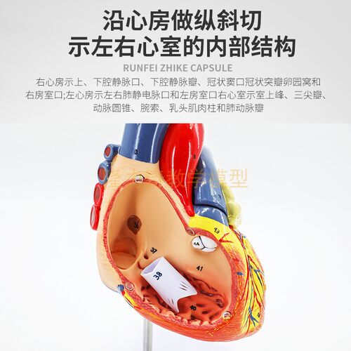 1:1人体心脏模型 B超彩超声 循环系统心内科心脏解剖教学模型医学 - 图0