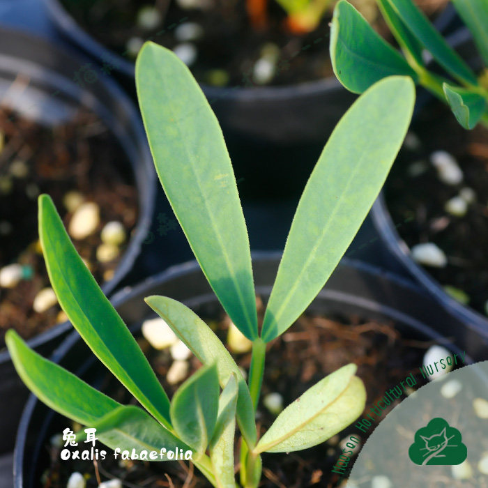 酢浆草盆栽种球兔耳酢Oxalis Fabaefolia现货秋植阳台庭院 猫森,淘宝优惠券,粉丝福利购,淘宝优惠卷