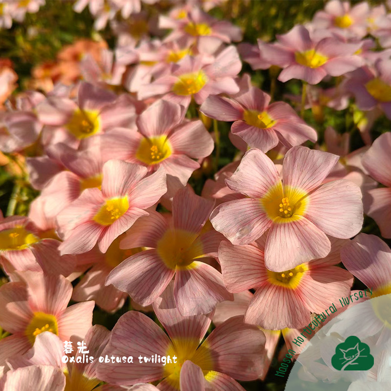 猫森酢浆草OB系列1组合集晚花新手阳台庭院好养易爆盆秋植种球根,淘宝优惠券,粉丝福利购,淘宝优惠卷