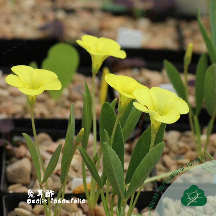 酢浆草盆栽种球兔耳酢Oxalis Fabaefolia现货秋植阳台庭院 猫森,淘宝优惠券,粉丝福利购,淘宝优惠卷