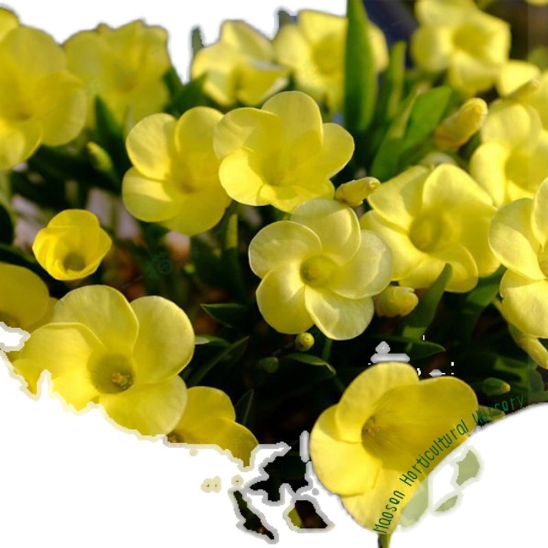 酢浆草盆栽种球兔耳酢Oxalis Fabaefolia现货秋植阳台庭院 猫森,淘宝优惠券,粉丝福利购,淘宝优惠卷