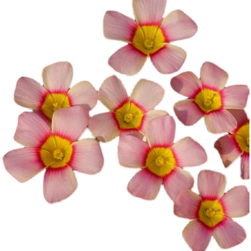 猫森酢浆草OB系列1组合集晚花新手阳台庭院好养易爆盆秋植种球根,淘宝优惠券,粉丝福利购,淘宝优惠卷