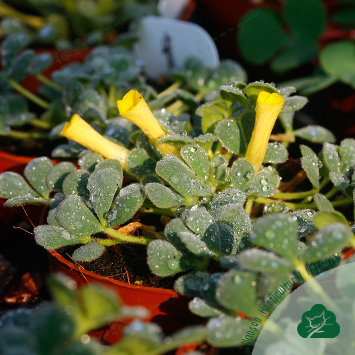 酢浆草盆栽种球Ken Alset毛叶黄花芙蓉黑点酢/肯可爱易养阳台猫森,淘宝优惠券,粉丝福利购,淘宝优惠卷