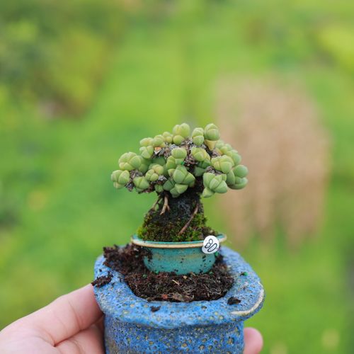 迷你窑变耳朵盆景德镇流釉办公室透气手工多肉绿植陶蘑菇控养花盆 - 图1