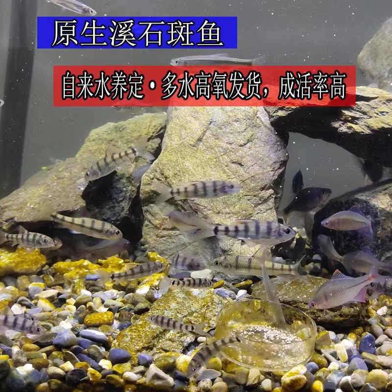 古法养鱼中华青鳉鱼观赏鱼群游除油膜不打氧观背青鳉鱼原生鱼观赏 - 图1