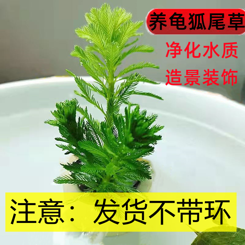 乌龟活物水草植物乌龟专用缸乌龟水草巴西龟龟缸造景净化水质绿植 - 图1