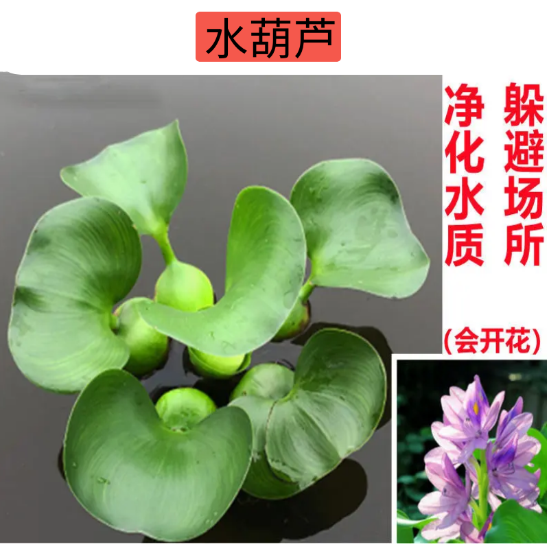 养龟养鱼浮萍水生植物鱼缸水生植物养龟漂浮水草乌龟缸造景水草-图2