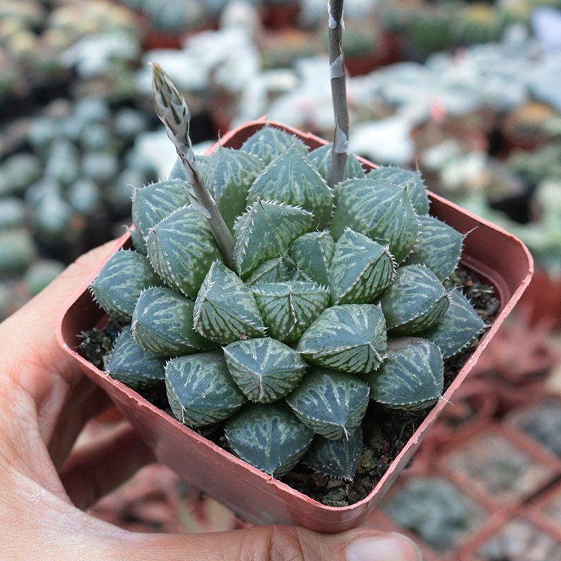 大叶楼兰十二卷玉露寿多肉植物新手组合绿植花卉小盆栽桌面防辐射