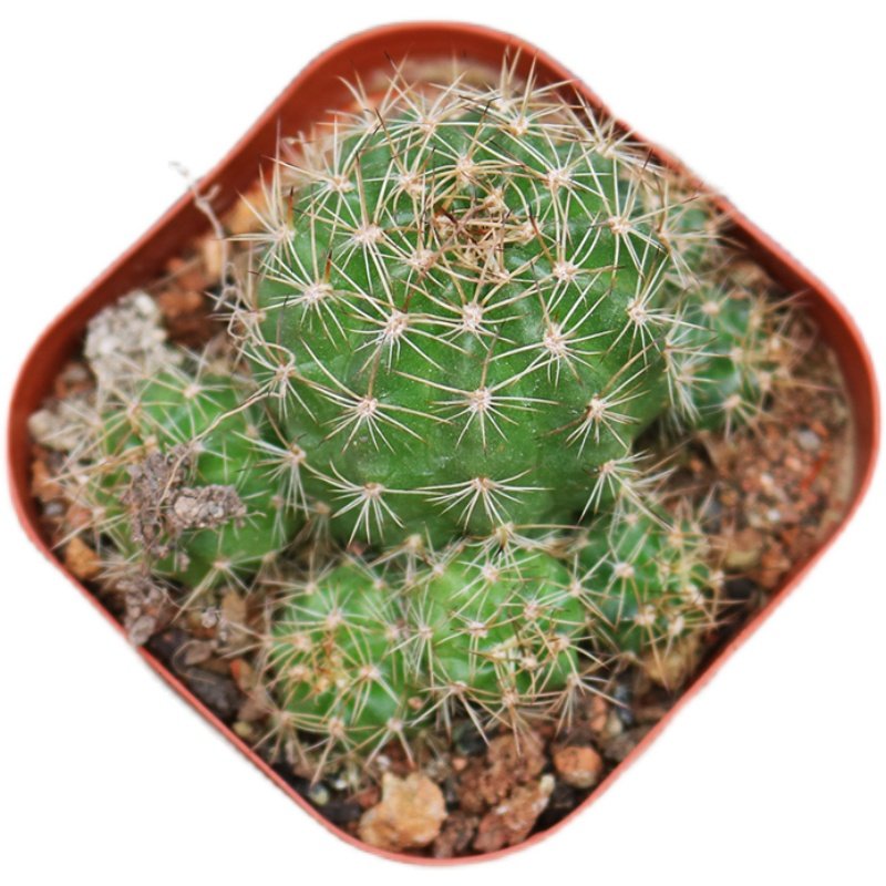 朱丽仙人球趣味开红花子孙球群生丽花球属仙人掌桌面防辐射小盆栽 花田舍植物馆 淘优券