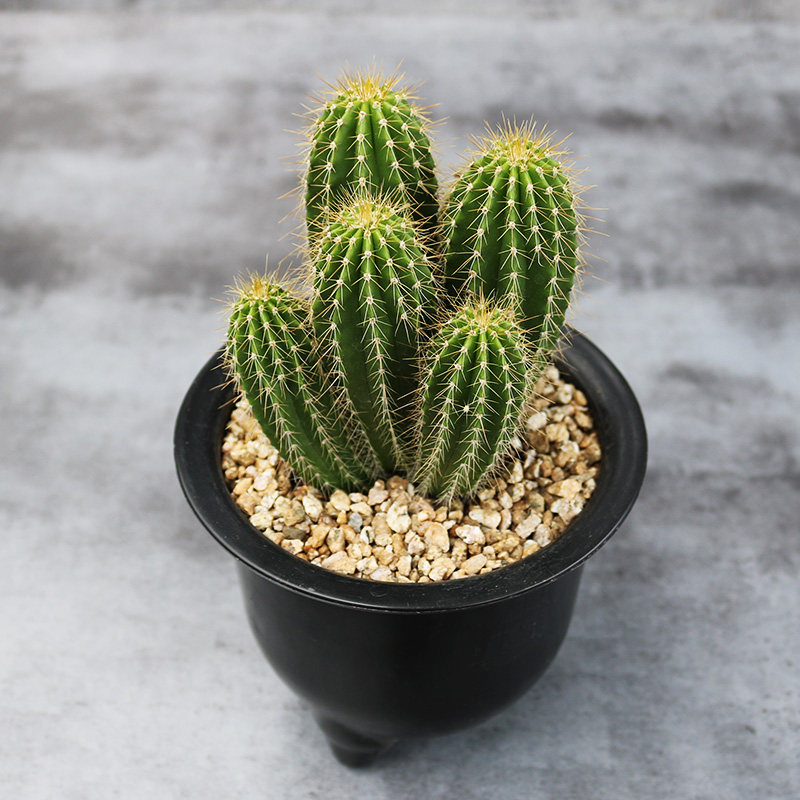 大凤龙群生仙人柱造型多头仙人球仙人掌多肉植物耐干旱易度夏盆栽,淘宝优惠券,粉丝福利购,淘宝优惠卷