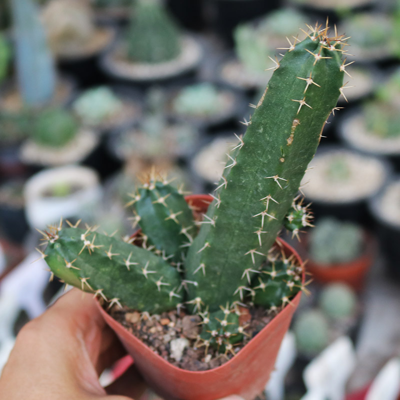 美花角仙人掌实生开大红花仙人球多肉植物办公室桌面防辐射小盆栽 - 图2