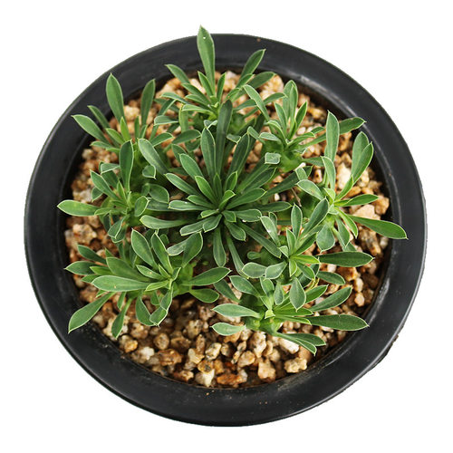 峨眉山大戟科多肉植物稀缺冷门块根绿植花卉小盆栽办公室阳台庭院 - 图3