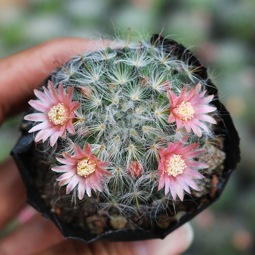 高莎实生仙人球 高沙开花粉花黄花突乳球属新手组合好养活易度夏 - 图2