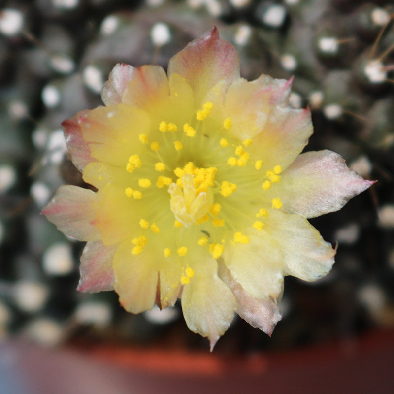 墨蝶仙人球稀有开花无刺仙人掌多肉植物趣味收藏好养活易度夏盆栽 搜又搜 Www Soyouso Com