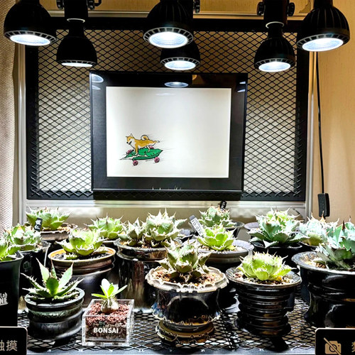 光联天下植物补光灯led轨道射灯全光谱龙舌兰块根仙人球生长灯30W - 图2
