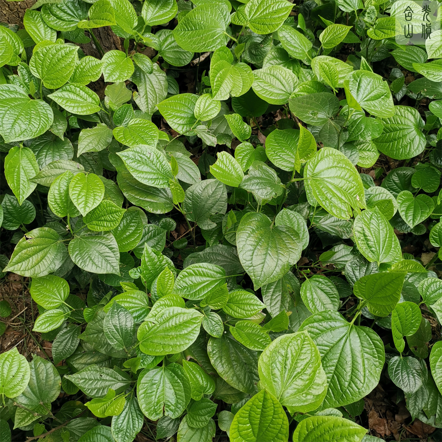 假蒌叶新鲜广东野菜蛤篓叶山篓叶蛤捞叶蛤蝼叶哈喽叶越南菜卡娄叶-图3