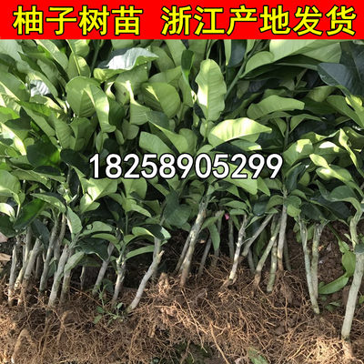 玉环文旦柚苗嫁接柚子苗文旦柚子树苗南北方种植果树苗当年结果 虎窝淘
