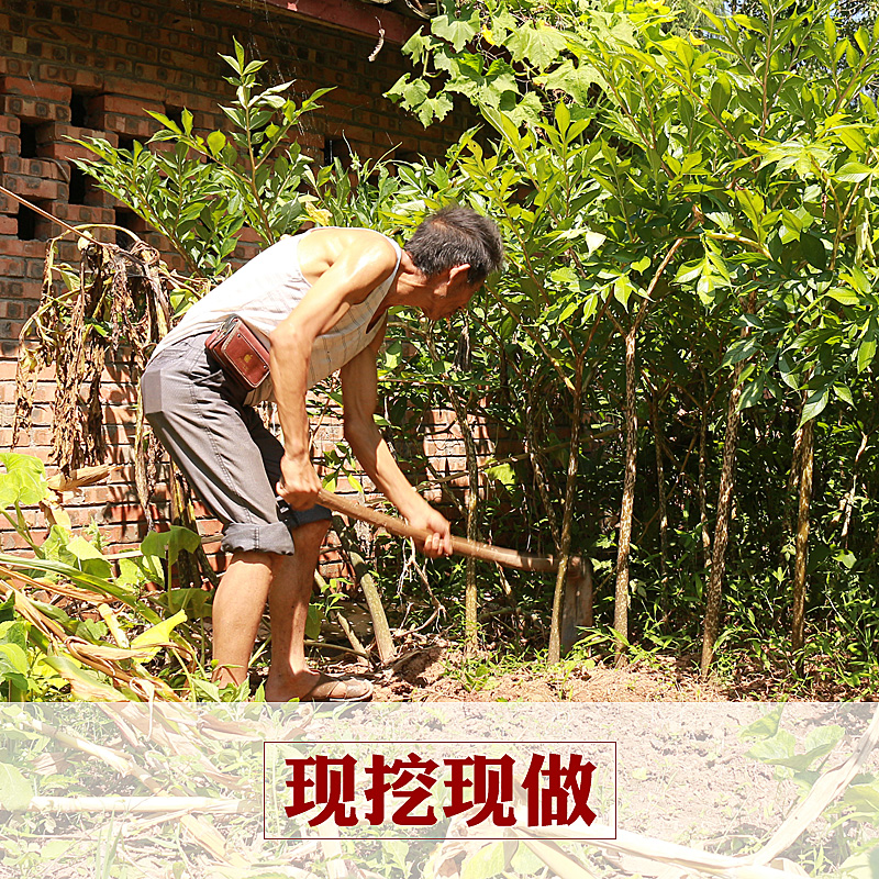 施小厨 农产品土特产新鲜黑魔芋豆腐2斤包邮豆腐手工农家自制魔芋 - 图1