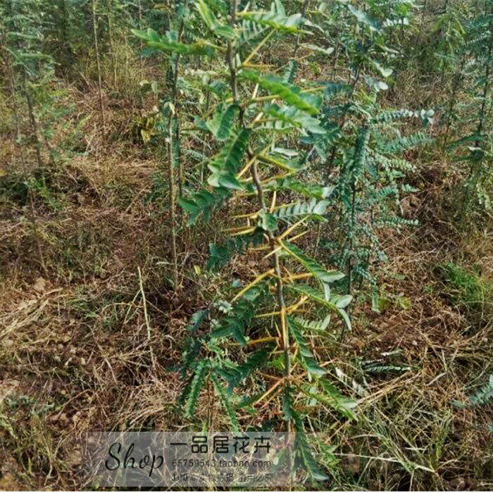 日本造刺树种子 造刺树树苗 带刺植物围墙篱笆 防盗围墙 防护栏 - 小编推荐 - WePost 全民代运 - 马来西亚中国淘宝代运与集运专家